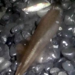 ヤリイカ襲来！